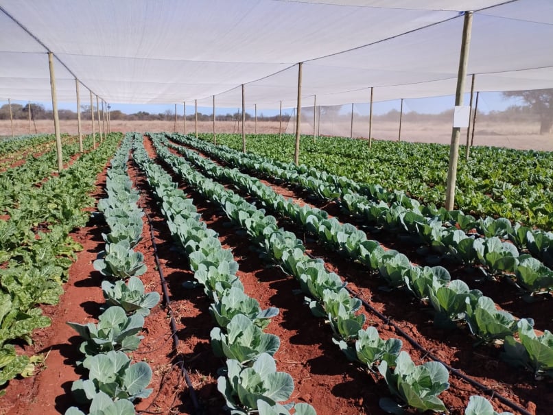 drip irrigation